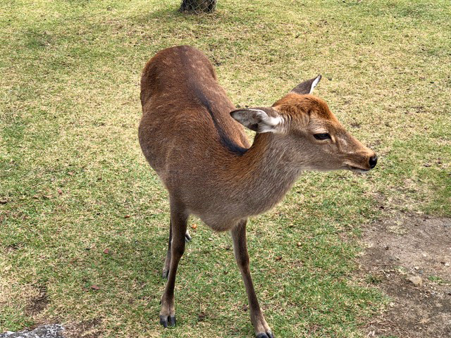 奈良春日野国際フォーラムの鹿